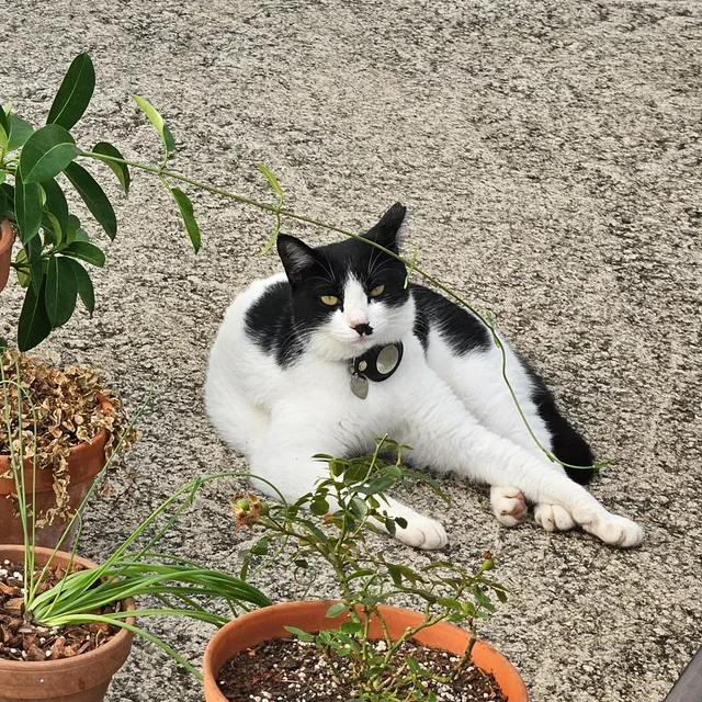 남해고양이
