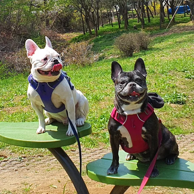 까크네펫택시