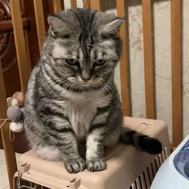 땅꼬이