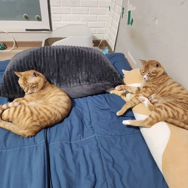 노랑아랑
