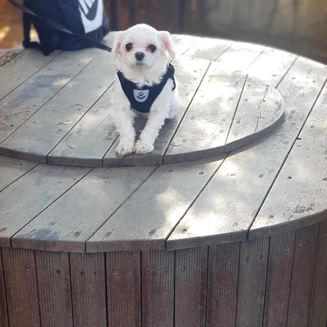 Ham