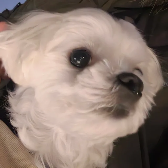당근한송이