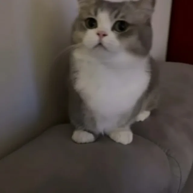 망치
