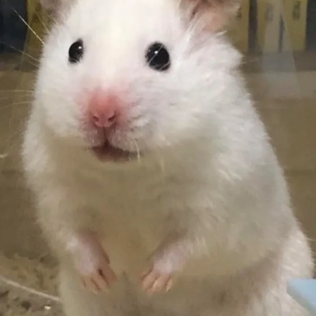 보물맘
