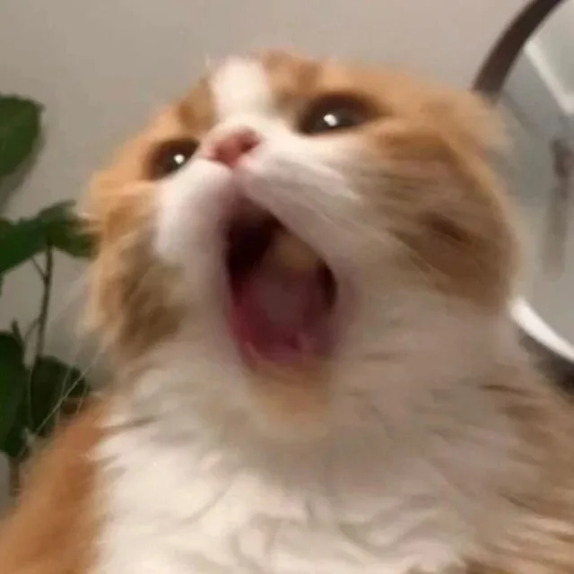 당근이세요
