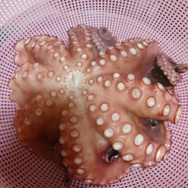 꿀잠