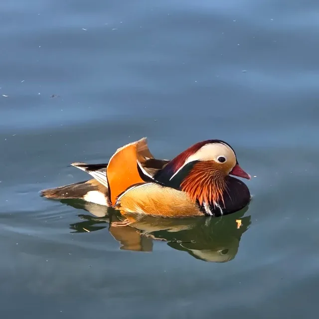 설송