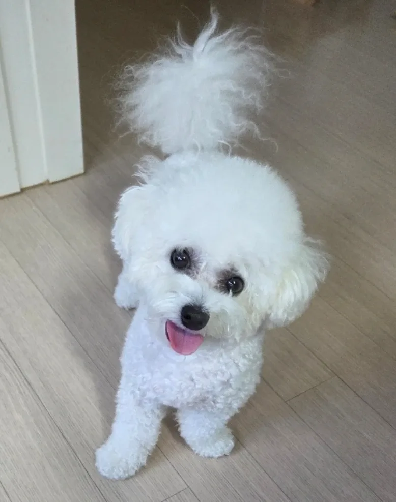 지니