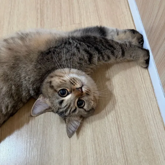 냥냥집사