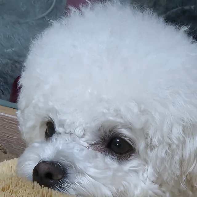 당근당근