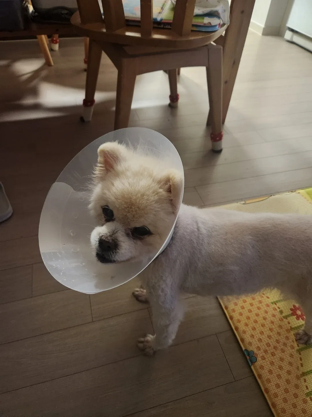 봄당