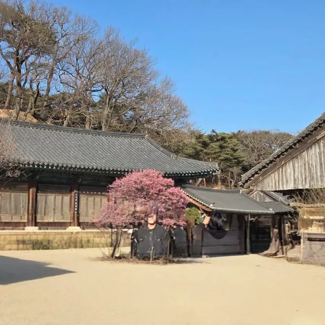 국화꽃향기