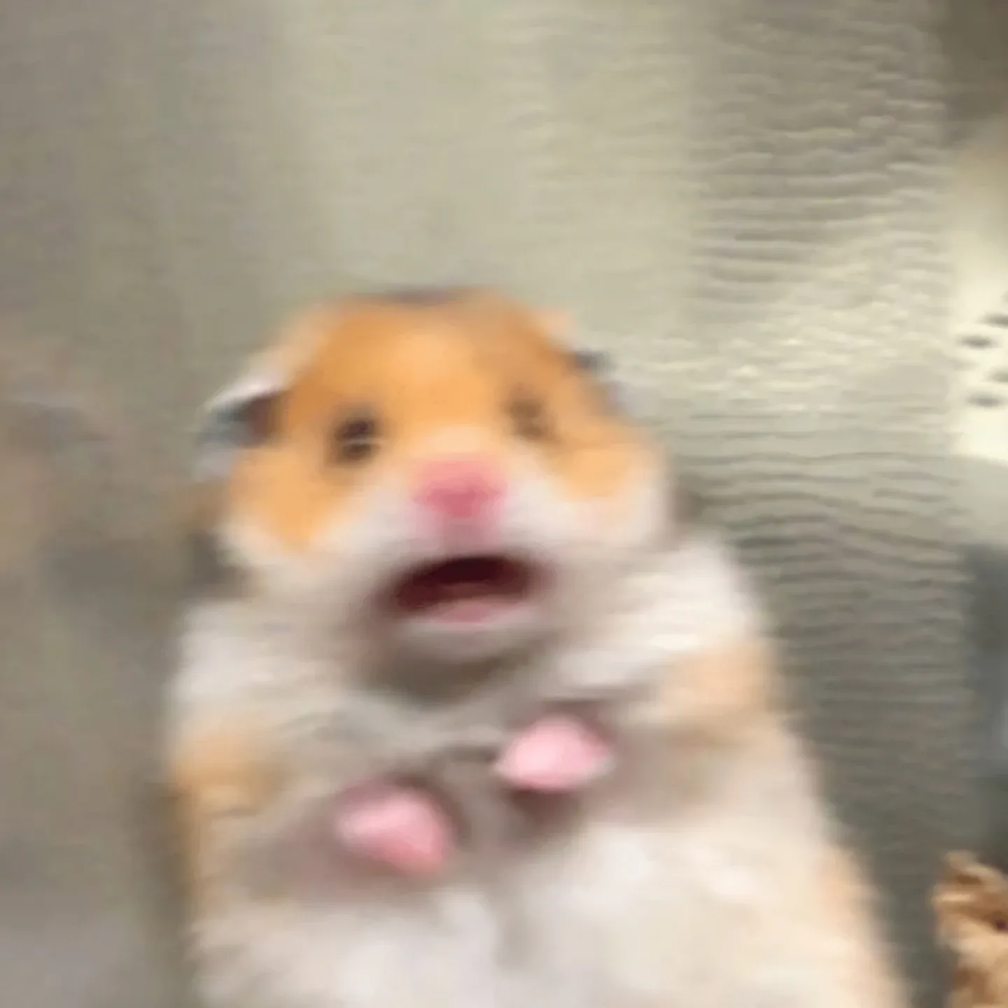 슈슈