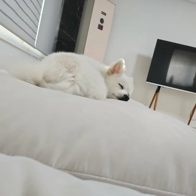 연두