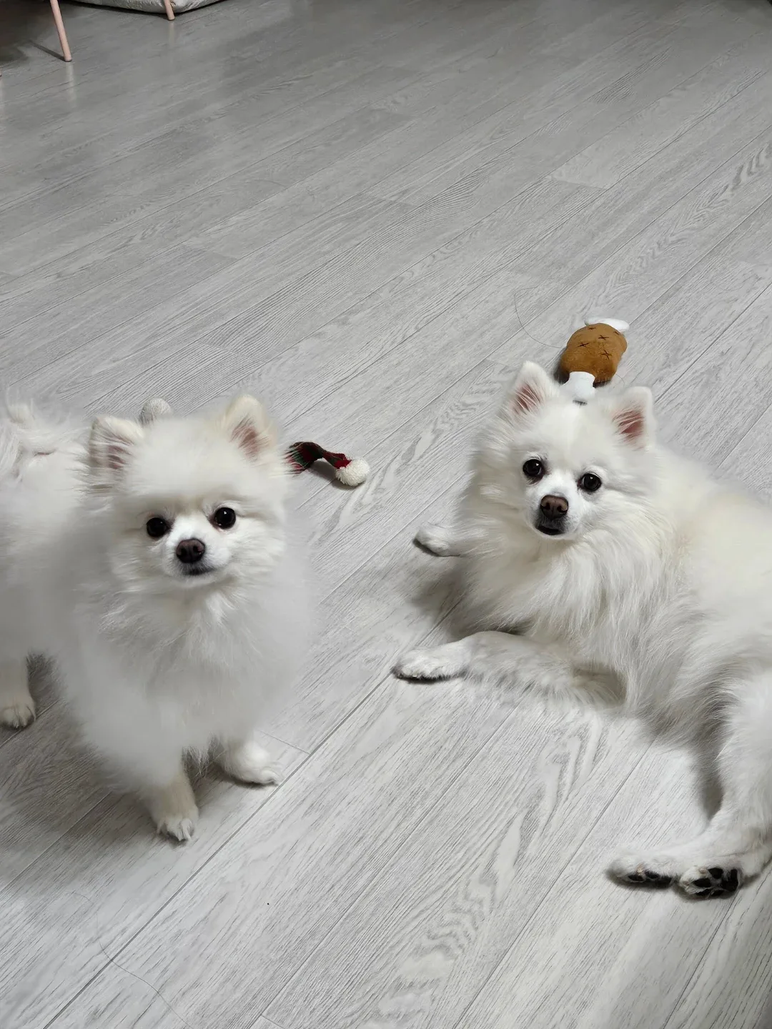 꽁쥬꽁주22