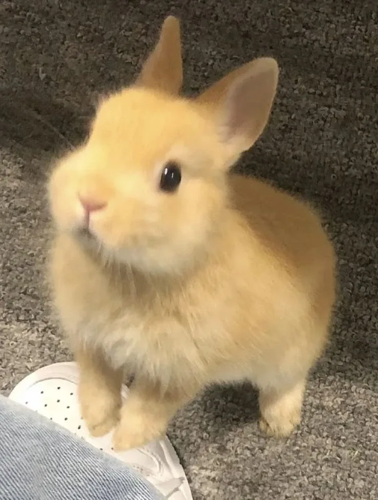 티르바니