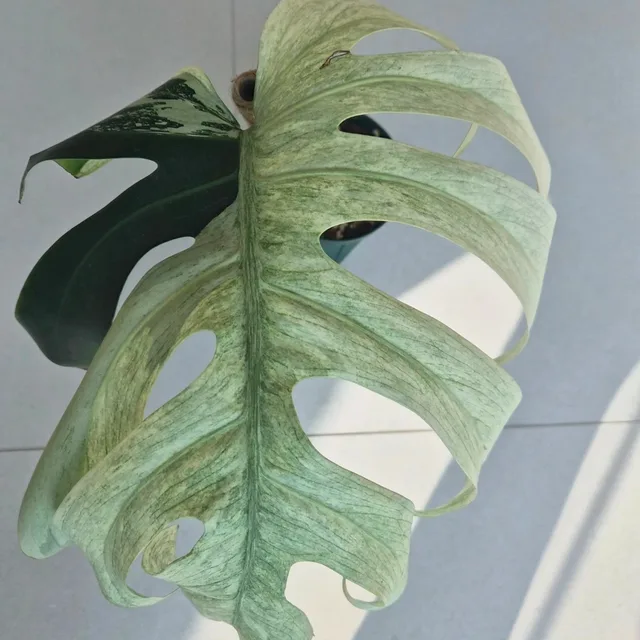 풀봄