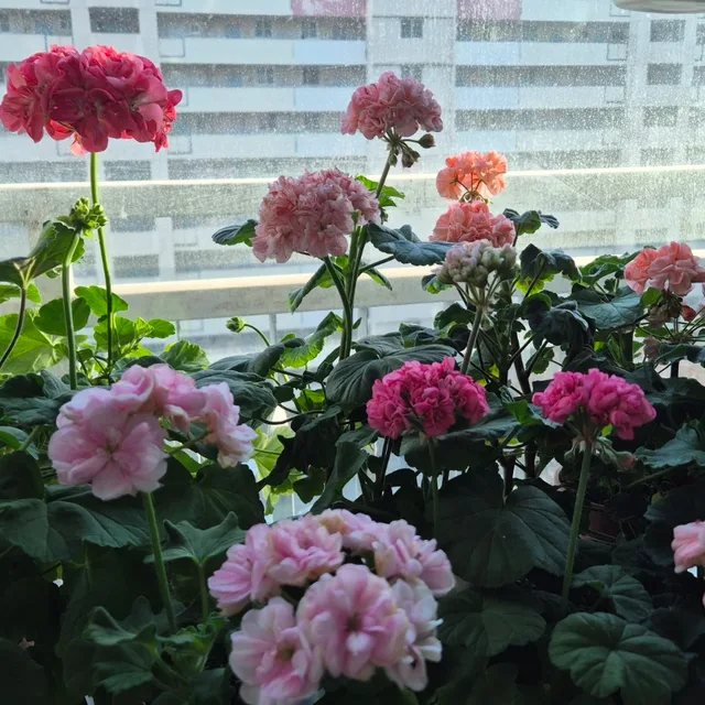 단비