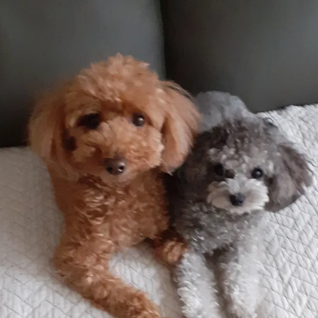코코베베