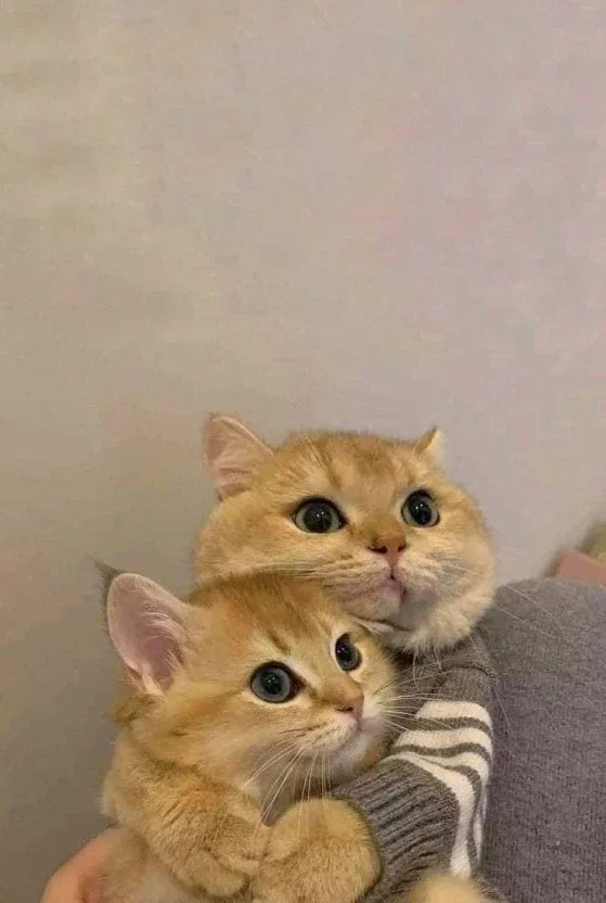 상사화