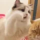 냐암