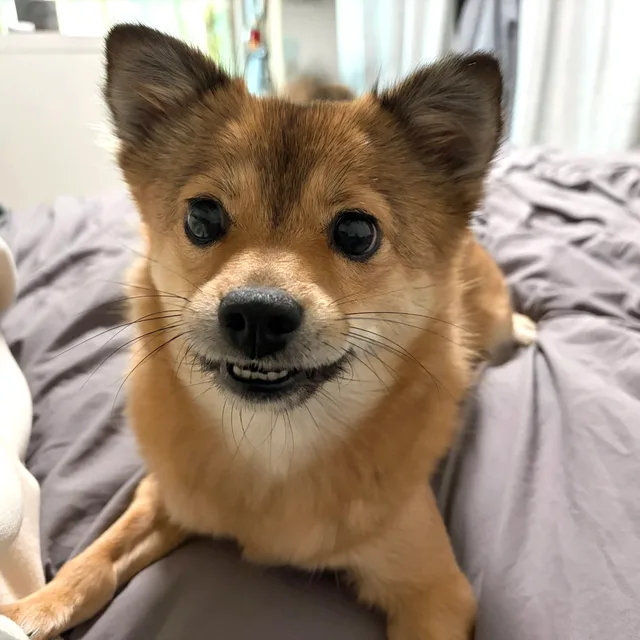 두두