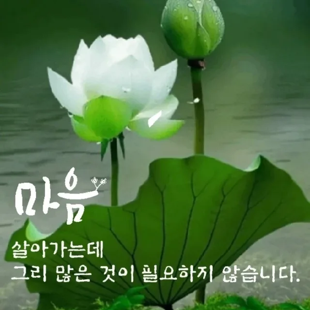 캐럿VIP