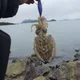 불꽃처럼