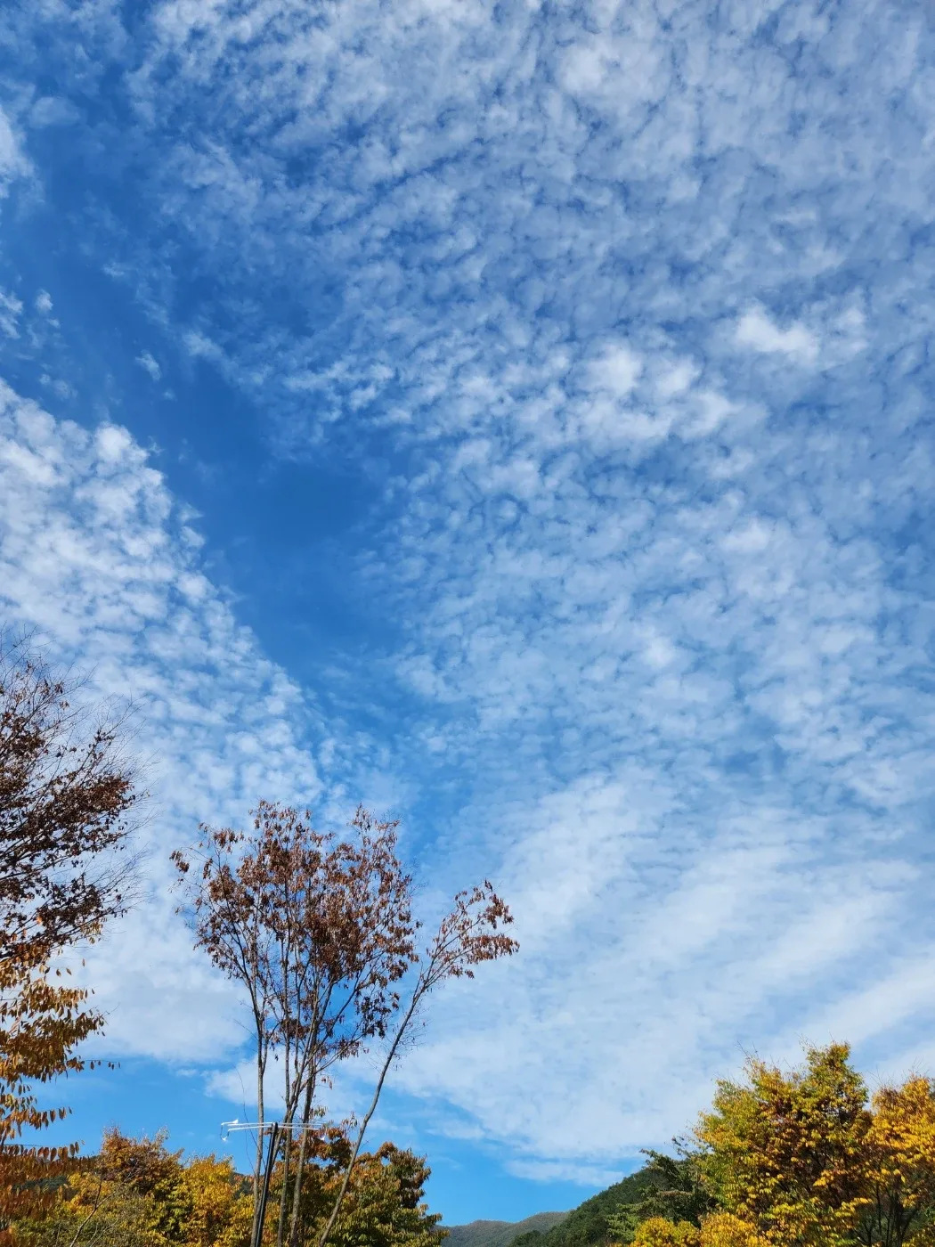 별달