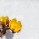 라벤더