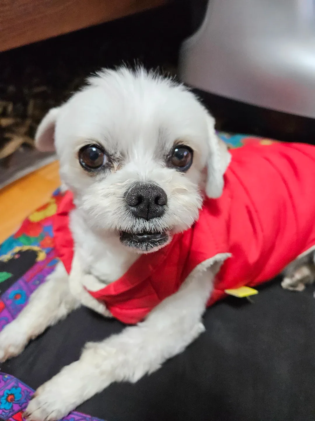 피카츄