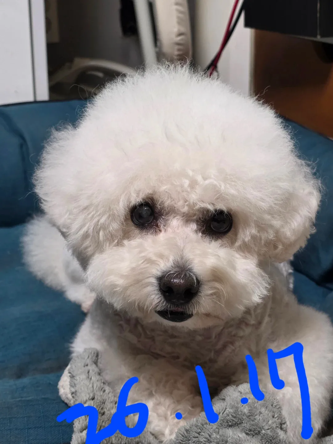 새늘