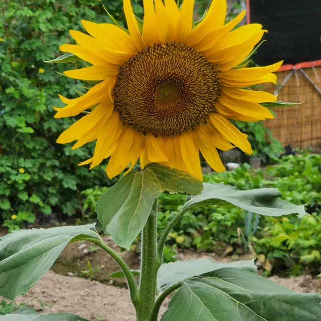 보스호두