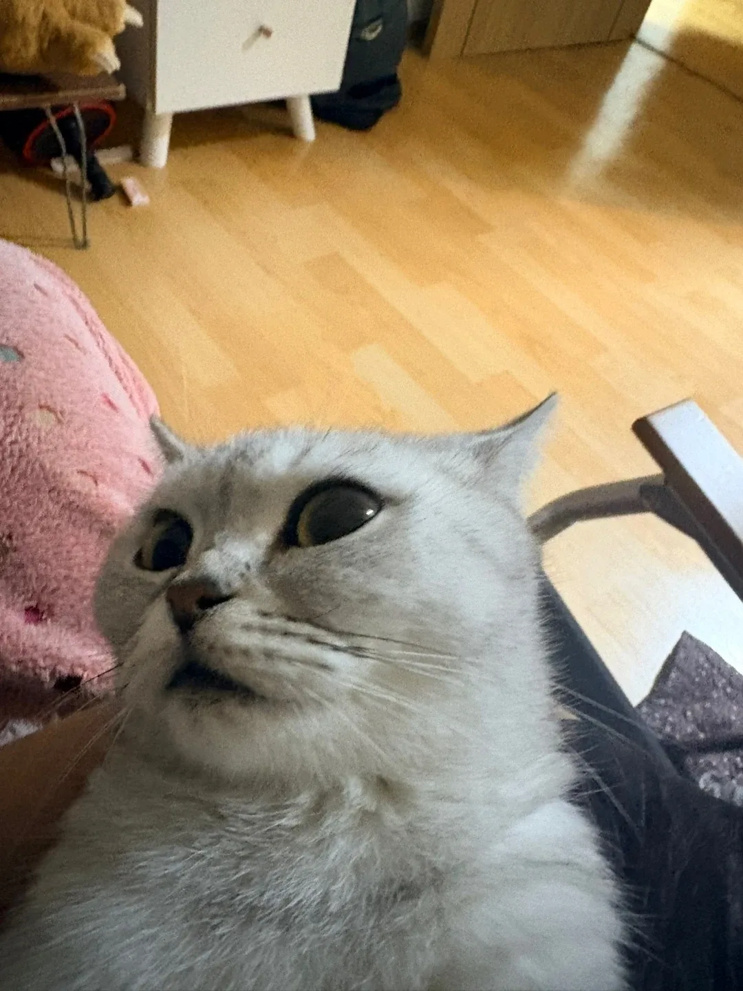 밤이와토토