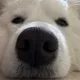 메밀묵