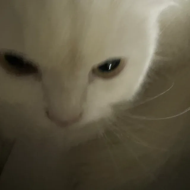 냥냥