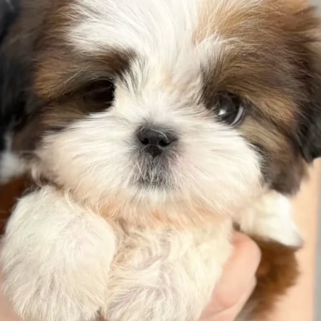 애니