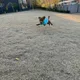 반달이누나