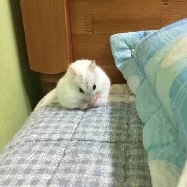 이뇽이