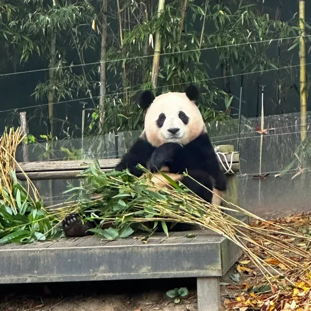밍키밍