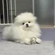 맹지