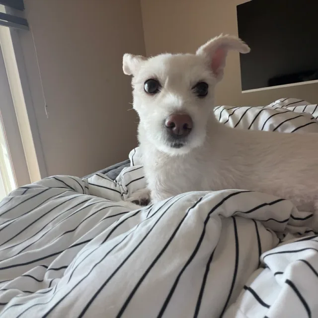 liliilliiil