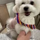 조청유과