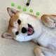 강쥐
