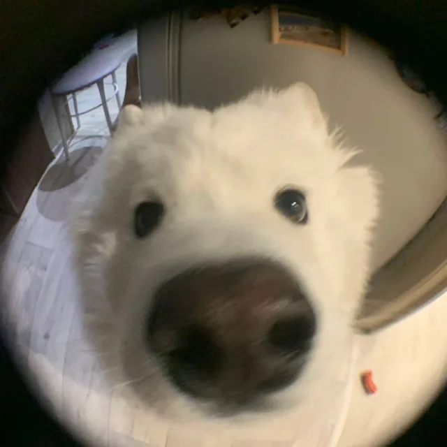 꾸르꿀