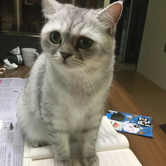 경기도라지
