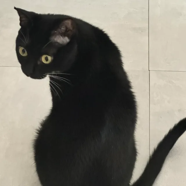 보은언니