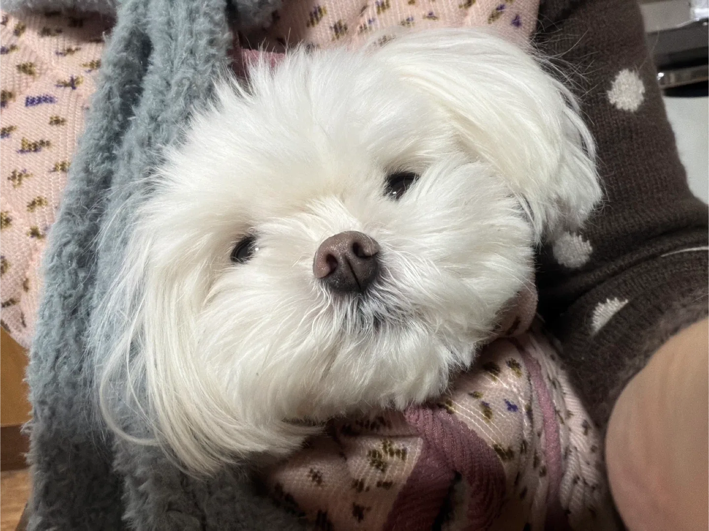 코코볼