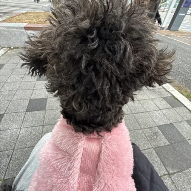 덕사미에뮈
