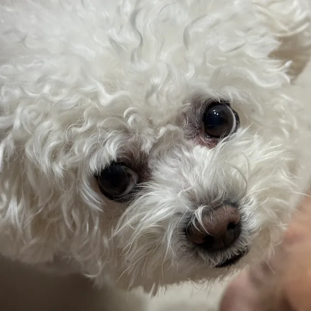지니오빠